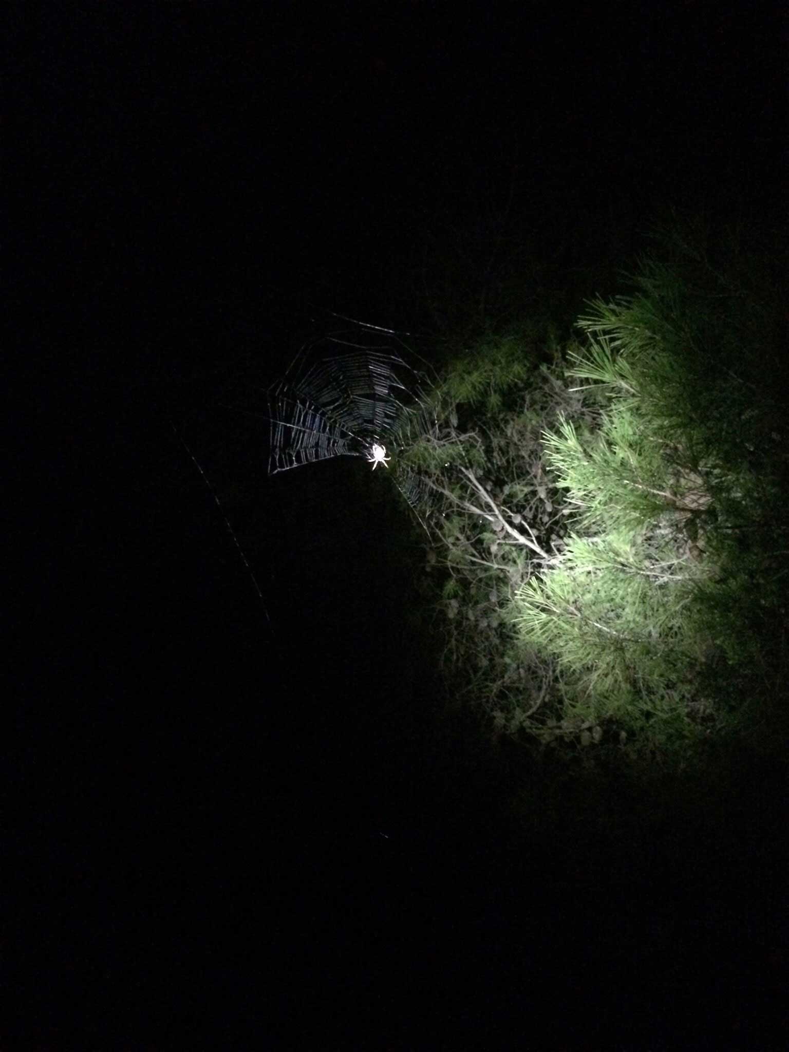 Spider at night
