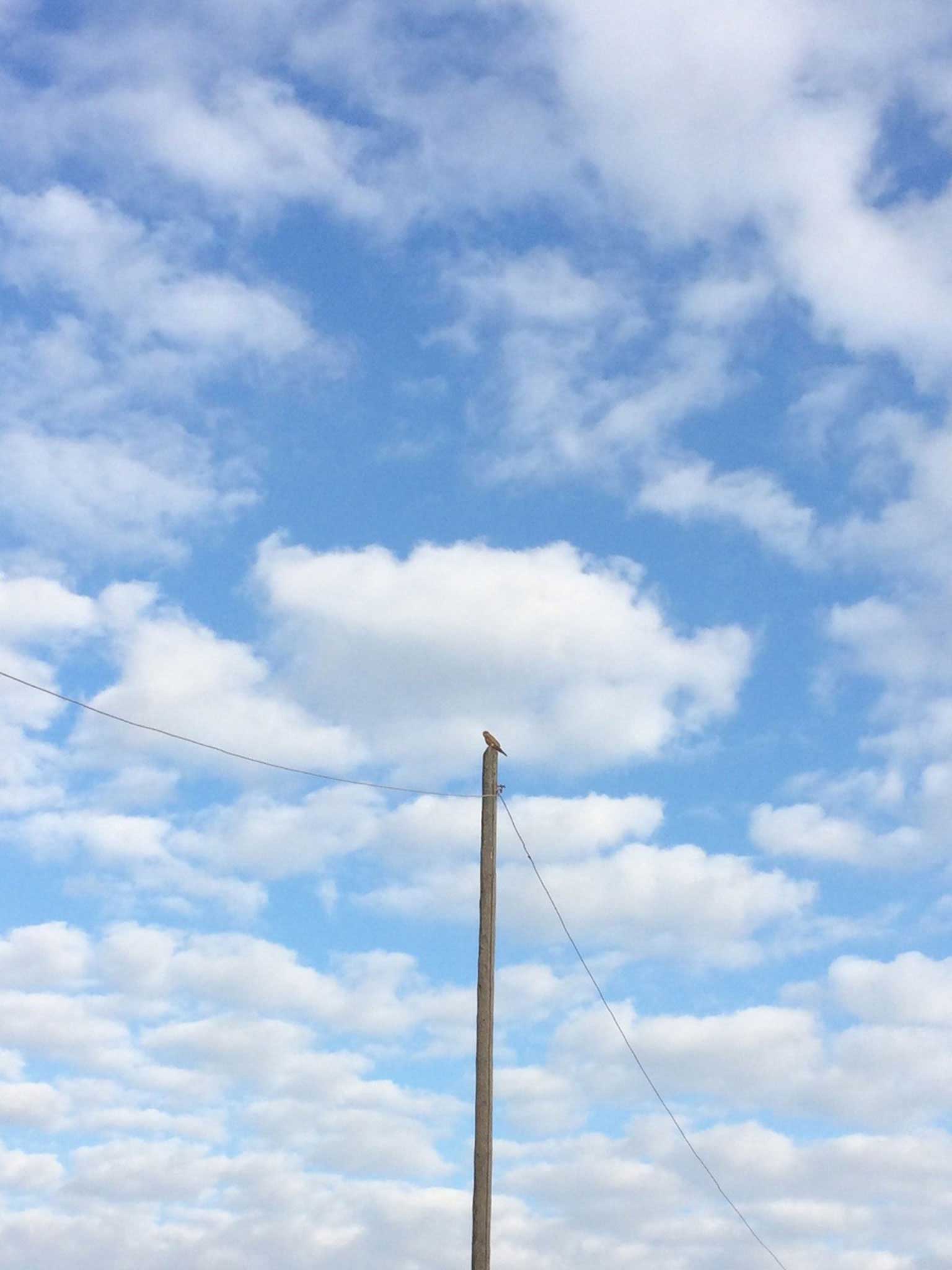 Piccolo falcone e nuvole