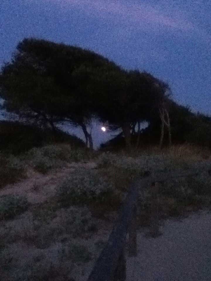 The moon seen through the dune trees