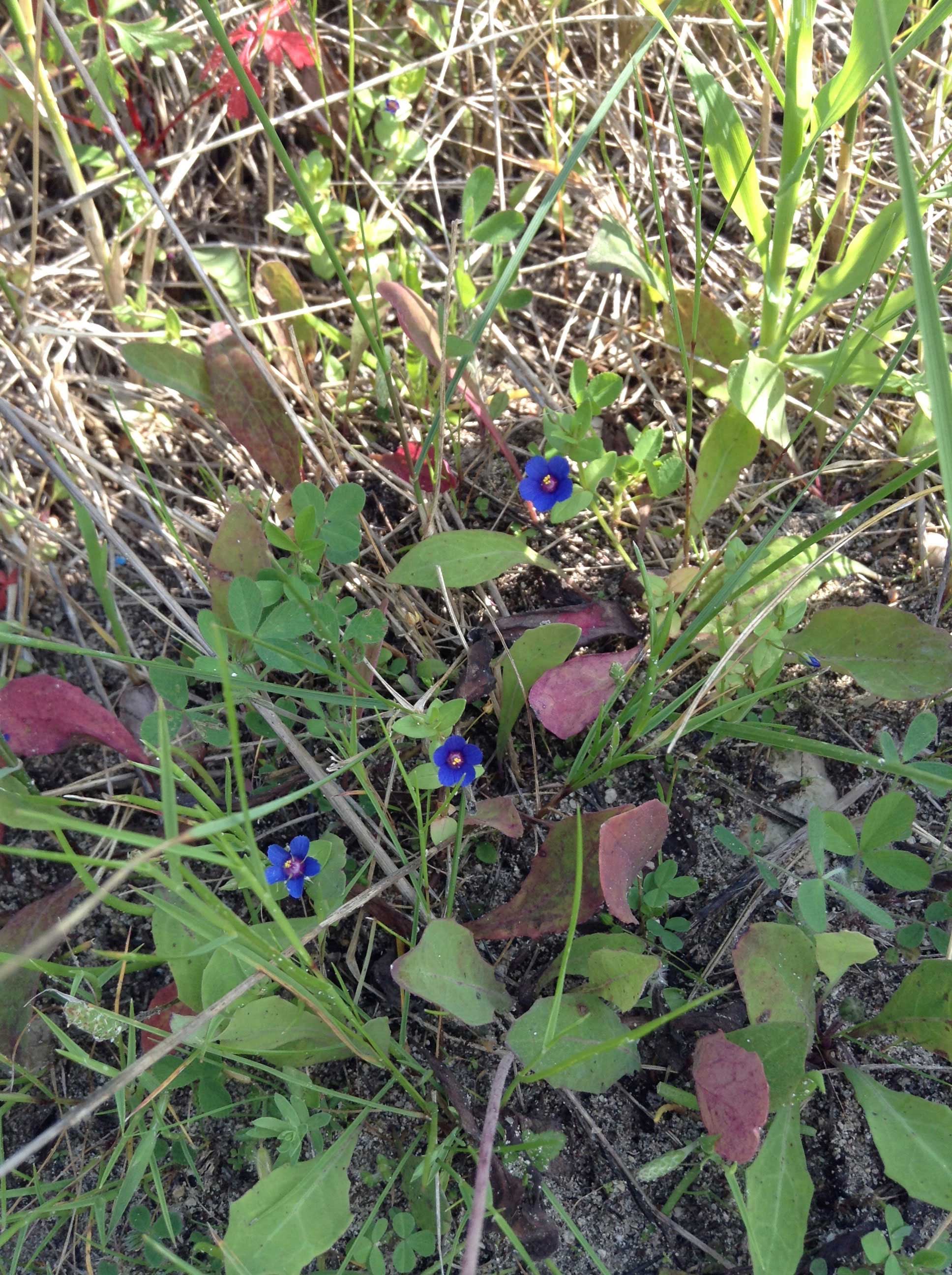 Blue wild flower