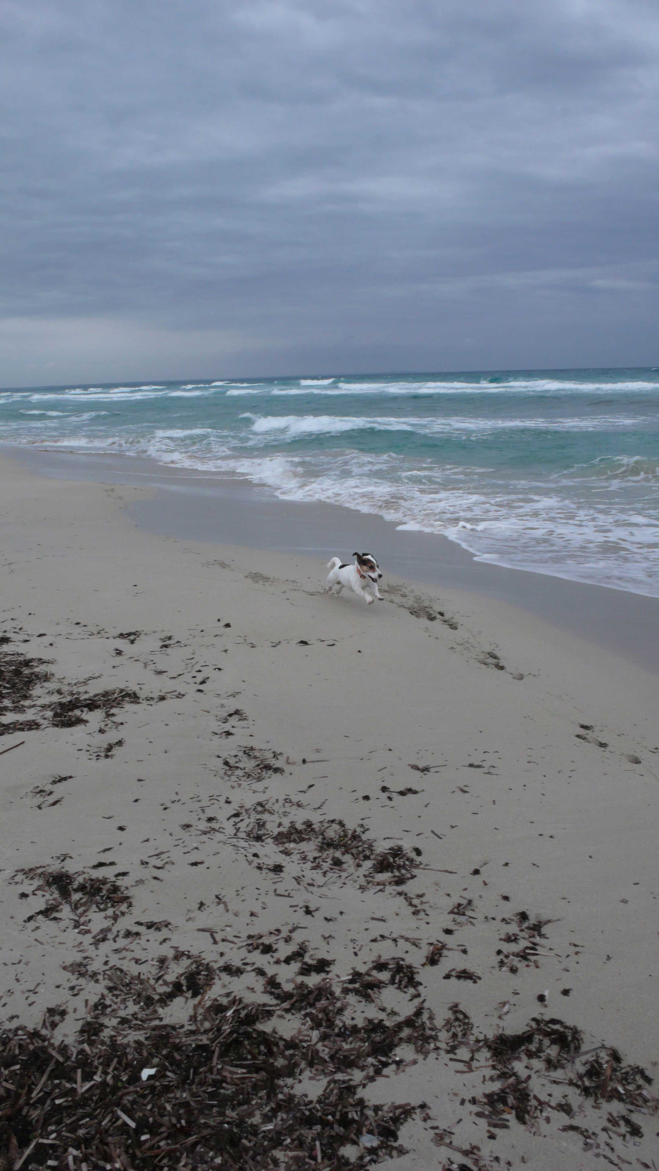 Cane che corre sulla spiaggia